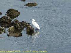 65 - A caccia -  Hunting